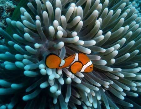 greatbarrierreffish2