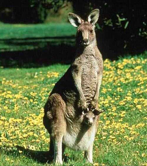 kangaroo