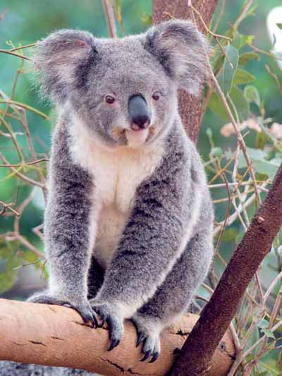 koala