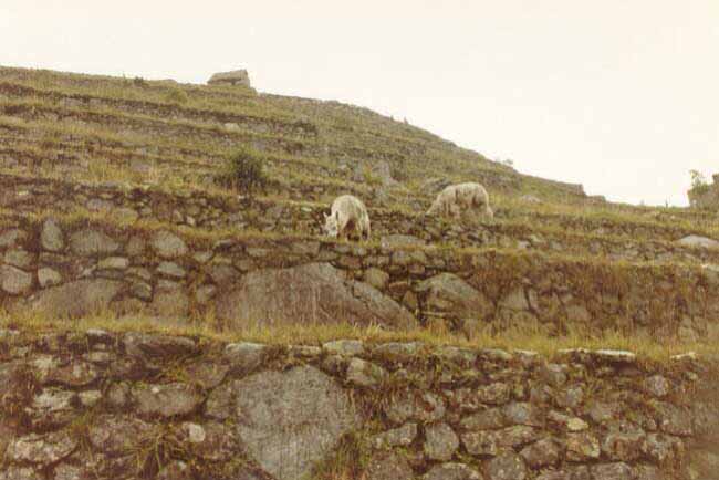 machu7
